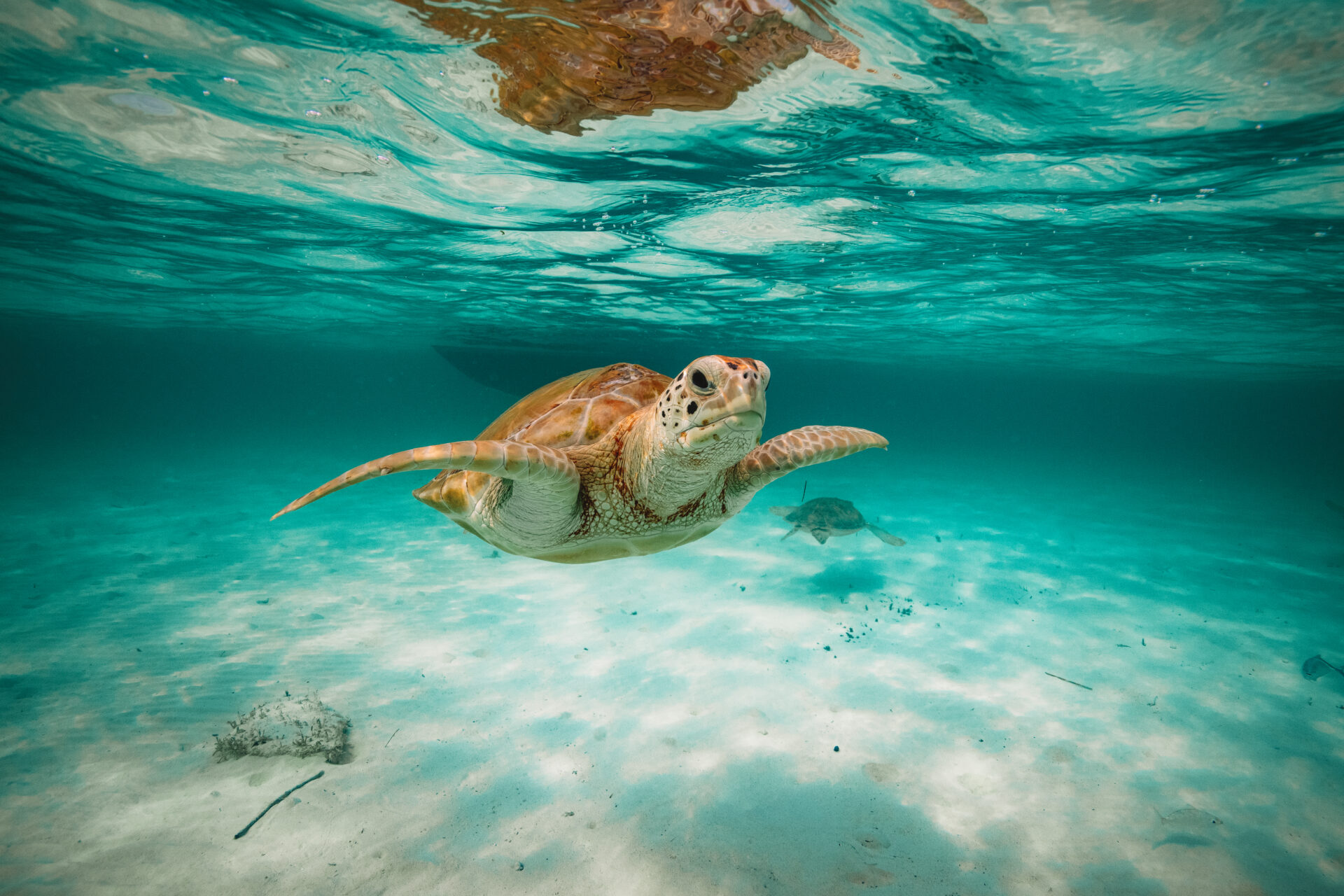 Explore the Underwater Wonders with Valentines Dive Center