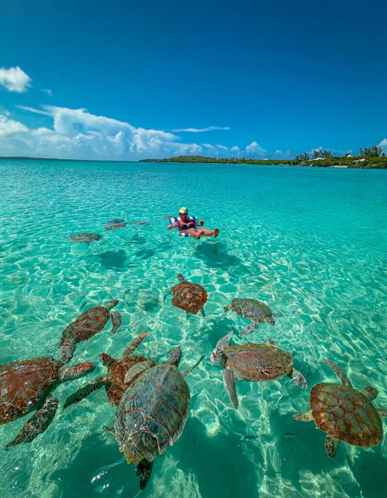 Best Harbour Island Excursions: Pigs, Fishing & Diving