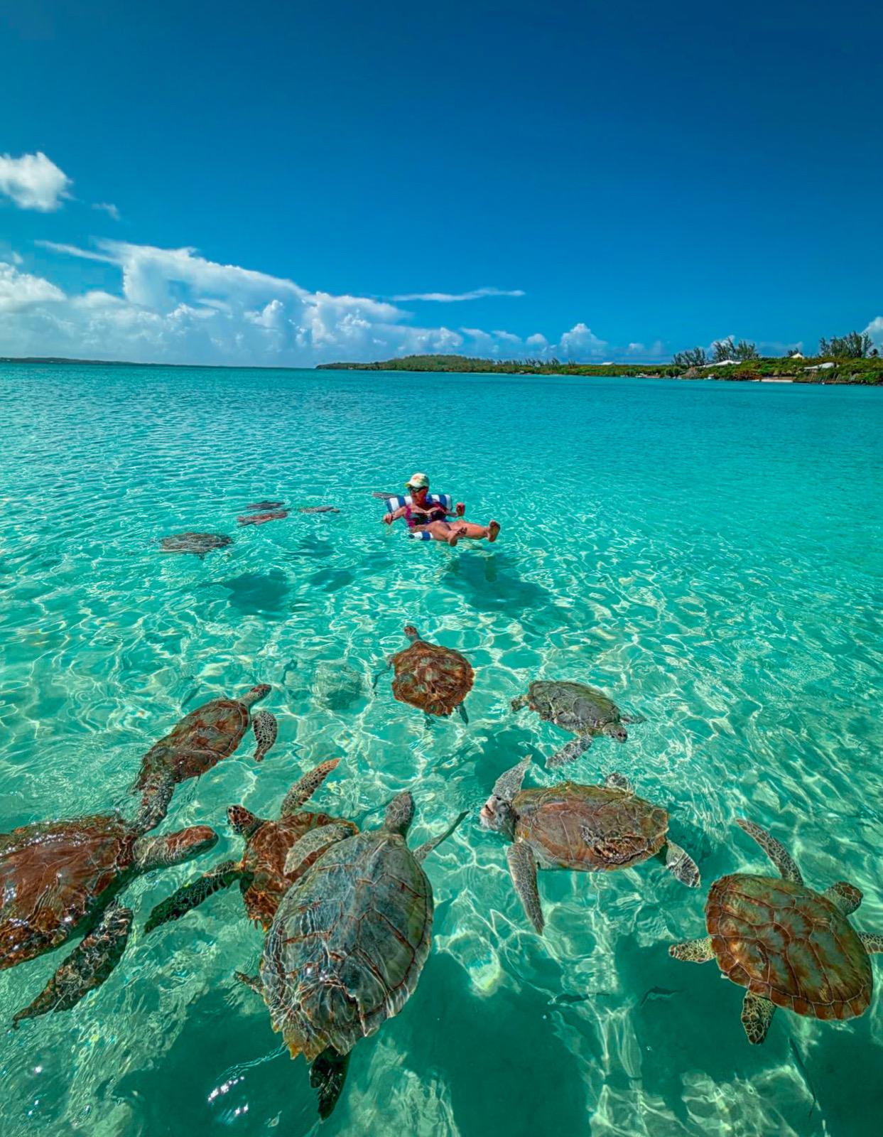 Best Harbour Island Excursions: Pigs, Fishing & Diving